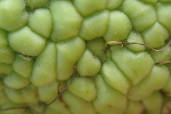 maklura oranžová - Maclura pomifera