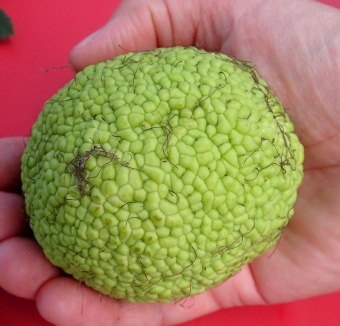 maklura oranžová - Maclura pomifera (2)