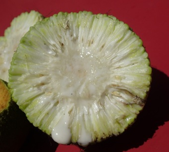 maklura oranžová - Maclura pomifera (4)