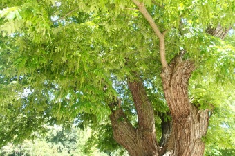 paořech jasanolistý - Pterokarye fraxinifolia