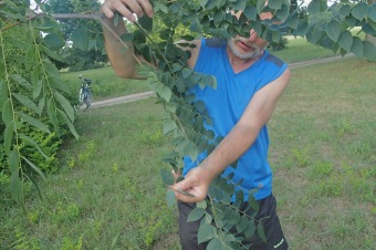 nahovětvec dvoudomý - Gymnocladus dioicus (3)