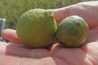 ořešák černý - Juglans nigra - vlevo