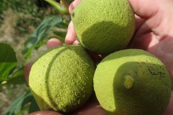 ořešák černý - Juglans nigra (2)
