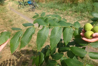 ořešák černý - Juglans nigra (3)
