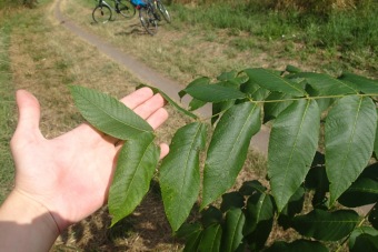 ořešák černý - Juglans nigra (5)