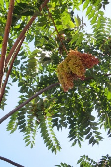 pajasan žláznatý - Ailanthus altissima