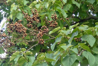 pavlovnie plstnatá - Paulownia tomentosa