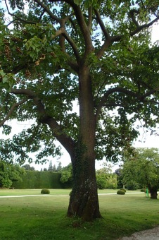 pavlovnie plstnatá - Paulownia tomentosa (3)