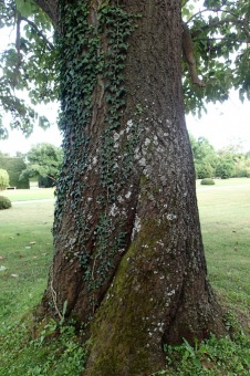 pavlovnie plstnatá - Paulownia tomentosa (4)