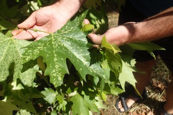 platan javorolistý - Platanus acerifolia ´Suttneri´