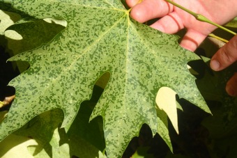 platan javorolistý - Platanus acerifolia ´Suttneri´ (2)