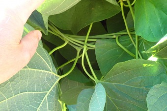 podražec velkolistý - Aristolochia macrophylla (3)