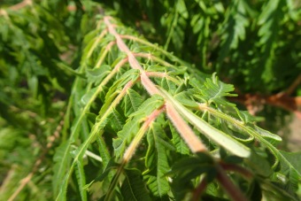 škumpa orobincová - Rhus typhina - Laciniata