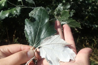 topol bílý - Polpulus alba