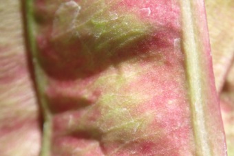 zmarlika Jidášova - Cercis siliquastrum (2)