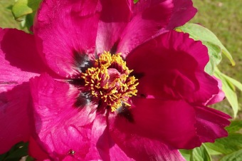 Arboretum Žampach - fotografie na začátku sezony - 22.5. 2015