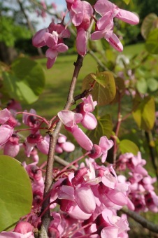 Arboretum Žampach - fotografie na začátku sezony - 22.5. 2015