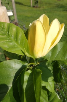 Arboretum Žampach - fotografie na začátku sezony - 22.5. 2015