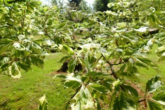 Arboretum Žampach - fotografie na začátku sezony - 22.5. 2015