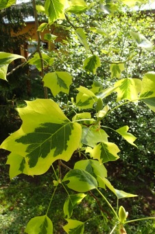 Arboretum Žampach - fotografie na začátku sezony - 22.5. 2015