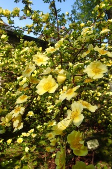 Arboretum Žampach - fotografie na začátku sezony - 22.5. 2015