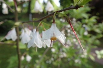 Arboretum Žampach - fotografie na začátku sezony - 22.5. 2015