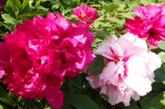 Arboretum Žampach - fotografie na začátku sezony - 22.5. 2015