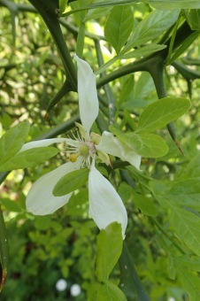 Arboretum Žampach - fotografie na začátku sezony - 22.5. 2015
