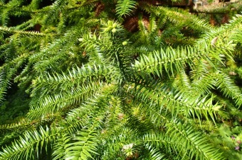 Arboretum Žampach - fotografie na začátku sezony - 22.5. 2015