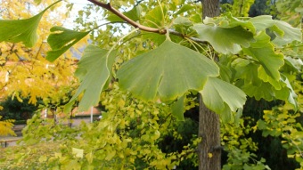 27.10. 2016 Podzim v Arboretu Žampach