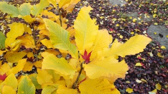 27.10. 2016 Podzim v Arboretu Žampach