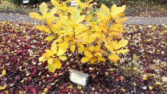 27.10. 2016 Podzim v Arboretu Žampach