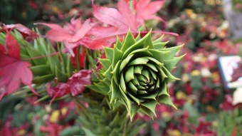 27.10. 2016 Podzim v Arboretu Žampach