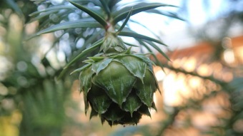 27.10. 2016 Podzim v Arboretu Žampach