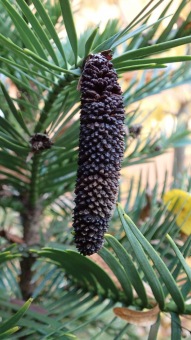 27.10. 2016 Podzim v Arboretu Žampach