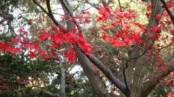 27.10. 2016 Podzim v Arboretu Žampach