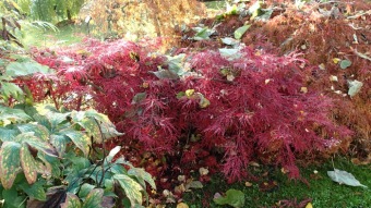 27.10. 2016 Podzim v Arboretu Žampach