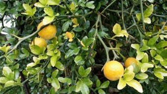 27.10. 2016 Podzim v Arboretu Žampach