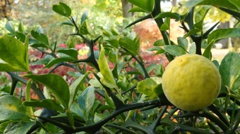 27.10. 2016 Podzim v Arboretu Žampach