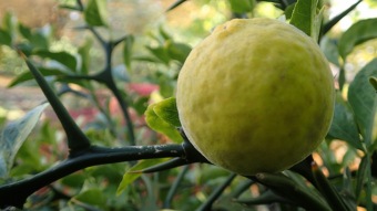 27.10. 2016 Podzim v Arboretu Žampach