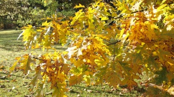 27.10. 2016 Podzim v Arboretu Žampach