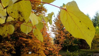 27.10. 2016 Podzim v Arboretu Žampach