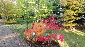 27.10. 2016 Podzim v Arboretu Žampach