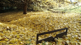 27.10. 2016 Podzim v Arboretu Žampach