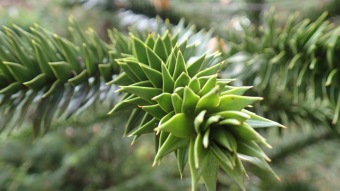 2016 Arboretum Žampach - konec léta (16.9.)