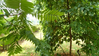 2016 Arboretum Žampach - konec léta (16.9.)