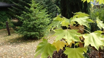 2016 Arboretum Žampach - konec léta (16.9.)