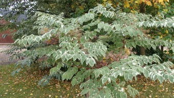 2016 Arboretum Žampach - konec léta (16.9.)