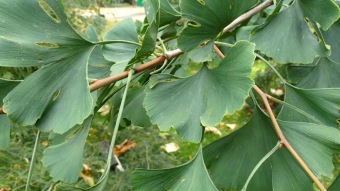 2016 Arboretum Žampach - konec léta (16.9.)
