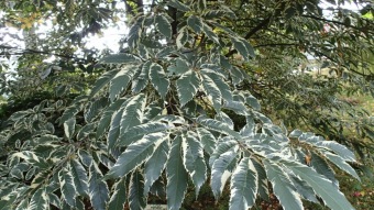 2016 Arboretum Žampach - konec léta (16.9.)